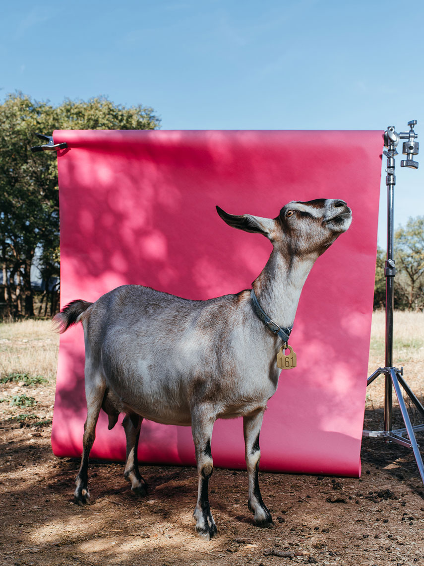 Carla the goat photographed by Advertising photographer Josh Huskin as an art installation piece at Blue Star Contemporary Art Museum for Common Currents in San Antonio, TX